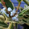 甘い香り、ヒイラギの花 花