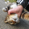 4月前半の #ねこ #cat #猫 その3