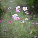 花と風景写真＿花だより