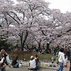 桜の写真を少しずつ・・・