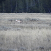 Pronghorn in GTNP