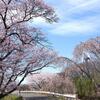 お花見日和の桜散策