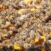 ミツバチが作り出す健康素材とは
