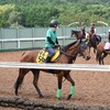 【一口馬主／ラキエータ、ラパンラピッド、ソワドリヨン、ミスティブルー】12月上旬が熱そう？