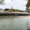 広島平和公園、桜満開です。