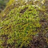 神社で苔探索⑤ キイウリゴケかな