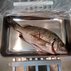 チヌ釣り🎣