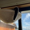 みーちゃん行方不明事件