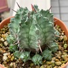 ゲンコツホリダの購入と植替え