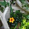 レインリリー★秋まで楽しむ夏の寄せ植え２