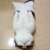 【病人】誰か集団ストーカーを救ってやれよ