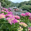 雨とアジサイ②