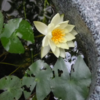 睡蓮が咲きました