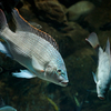 オレオクロミス・タンガニカエ Oreochromis tanganicae