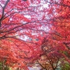 大山寺の紅葉2017