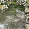 大村護国神社の桜