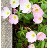 桃色昼咲月見草🌸チドリソウのインゲン豆みたいなサヤ🫛