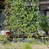 暑い中　カフェの植物は無事　メダカも無事です