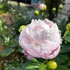 ＊シャクヤク開花＆大好きなホスタ