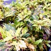 歯茎がウズウズ何だろう？