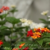 自宅の花たち・・初秋②