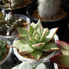真夏のエケベリア　その2