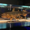 静岡県の水族館、深海生物を多数展示している「シーラカンスミュージアム」！