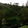 紅茶の郷スリランカ・ヌワラ・エリヤ