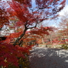 冷え込みも最高です。惜秋の京都　パート２。