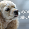 犬の毛玉は縦に切る！お家でできるガタガタにならない毛玉の取り方