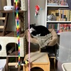 みゃあとのベッド争奪戦から考える、猫の環境整備のポイント