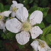 (337) Rubus hirsutus