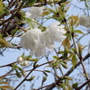藻器堀川放水路の桜