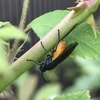 植物に産卵するハチ