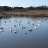ホオアカに会えた手賀沼、まだ白鳥が残る菅生沼