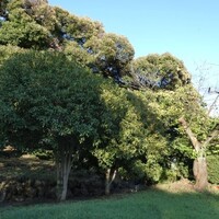 シルバーウイークって　いつから言ってるんだろう？　秋の香りが漂ってきます🎵