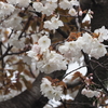 寺町寺院群「端泉寺」