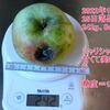 王林の収穫　2022