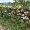 Tom家の庭は初夏の花で一杯です。