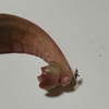 多肉植物　カルス摘出