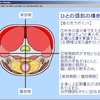 解剖学的知識の確認シリーズ^^1--頸部+『痛み』が教えてくれる貴重な