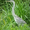 神原町に飛来した鳥　　わが町の田んぼや畑に飛来したアオサギ