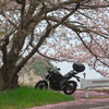 海沿いの桜探索お散歩ツーリング