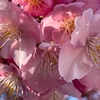 冬を抜け出して春を先取り！華やかに咲く河津桜とその魅力