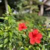 まちなかで見かけた石垣島らしい風景〜インスタ編