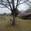 【まったり自転車】サドルの上から花見かな ＜乗り日：2024年4月6日（土）＞
