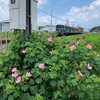 花芙蓉揺らしローカル線走る（あ）