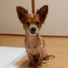 No.210430P-MIXM（ミックス 2～3歳 4.5Kg ♂)