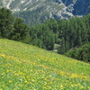 今日の花はスイス高原の優花