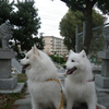 ○こま犬　気になる〜